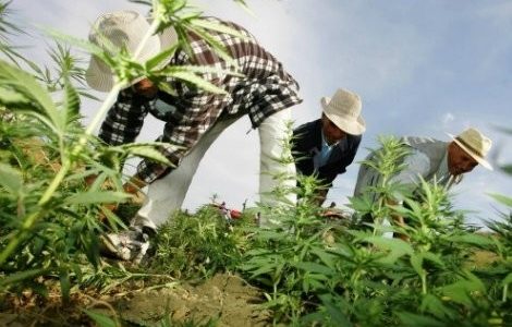 شركات إسرائيلية مهتمة بالإستثمار في '' الكيف'' بالشمال