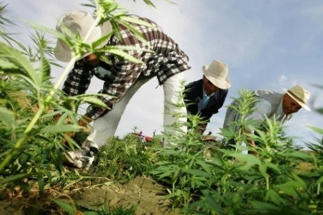 شركات إسرائيلية مهتمة بالإستثمار في '' الكيف'' بالشمال
