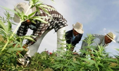 طنجة تحتضن أول مؤتمر وطني حول استعمالات القنب الهندي